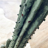 Tall Cactus Floor Lamp